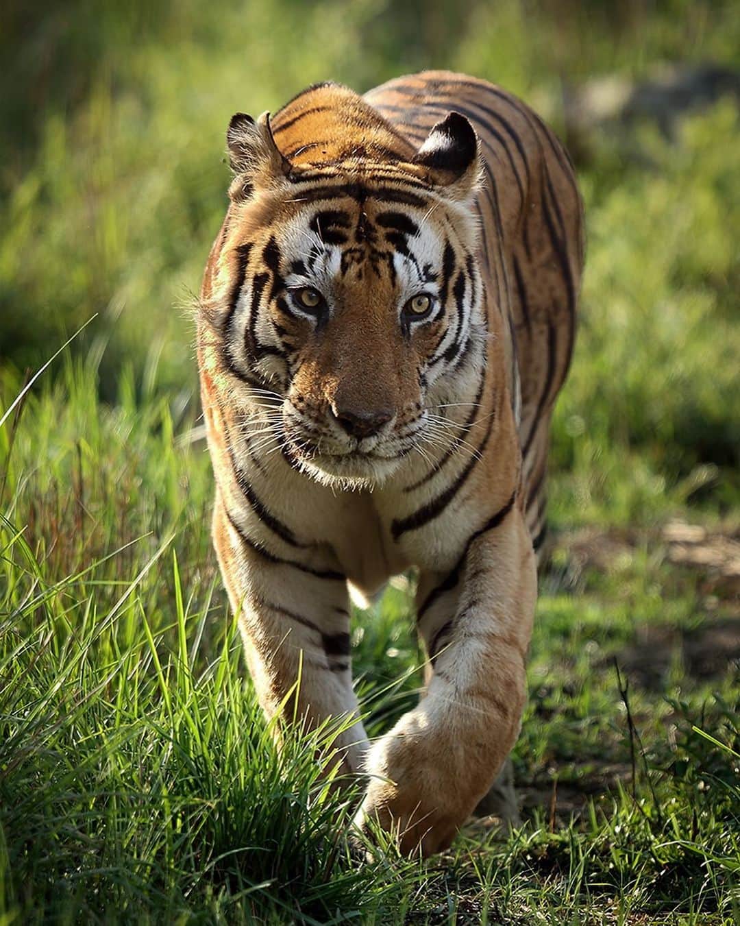 Discoveryさんのインスタグラム写真 - (DiscoveryInstagram)「“Do you see the the word C-A-T on this tiger’s forehead? His name is “Munna” and he is around 17-years-old, a rare age for a male tiger in the wild.” 🐅 📸 + caption by Sarosh Lodhi (@saroshngp) . . . . . #TigerTuesday #instanature #nature #naturephotography #wildlifephotography #ProjectCAT #bigcats #tigers #Kanha #CAT #wow #Munna」5月22日 1時28分 - discovery