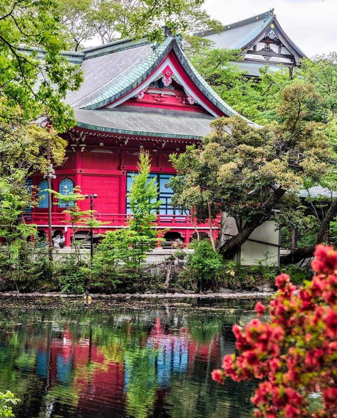 Maker's Watch Knot SGさんのインスタグラム写真 - (Maker's Watch Knot SGInstagram)「Such a peaceful and breathtaking sight, isn’t it?  That’s pretty much where we come from and the town of birth for the brand.  Conceived in Kichijoji; a town infused with nature and fashion in the city of Tokyo. Our brand Knot helps customer see beauty and quality from their innovations and perspective of Japan.  #knotsg Japanese watch are available in Tiong Bahru and Raffles City shops.  Photo via @goingawesomeplaces and you can discover more about Kichijoji at  https://goingawesomeplaces.com/kichijoji-food-tour-best-places-to-eat/  #makerswatchknot #watchrobe #dailywatch #travellernotebook #travelrepost #wearitloveit #mixandmatch #sglife #madeinjapan #japanesewatch #kichijoji #goingawesomeplaces」5月22日 12時26分 - knot_singapore