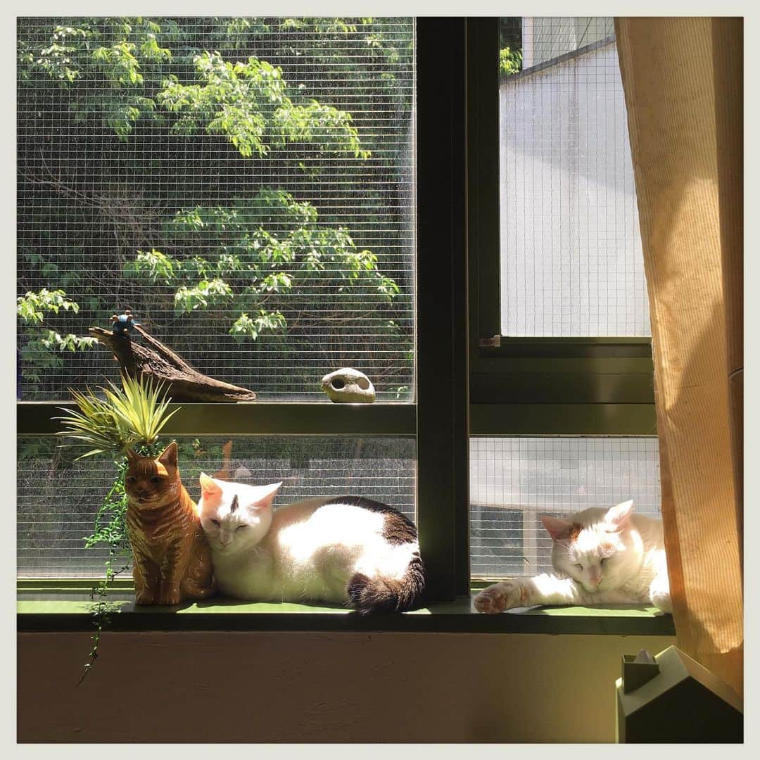 kumikoさんのインスタグラム写真 - (kumikoInstagram)「光合成な方たち。 あー窓が汚いよー😫」5月22日 11時50分 - makudeco
