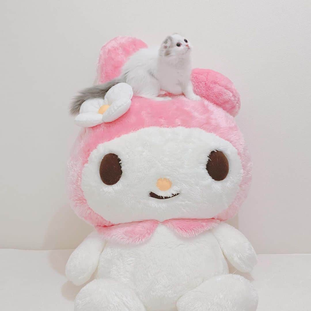 のんたのインスタグラム：「これからぱんの成長を見守ってくれそうな巨大マイメロちゃん🐰 定期的にここで写真を撮ろうと思います💕 ・ #scottishfold #catstagram_japan #catsofinstagram #cats_of_instagram #catoftheday #purr #bestmeow #catlover #cutecat #kittensofinstagram #cute #スコティッシュフォールド#sanrio#mymelody#マイメロ」