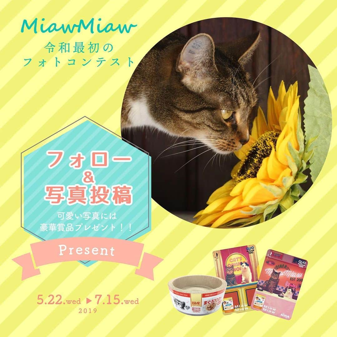 MiawMiawのインスタグラム