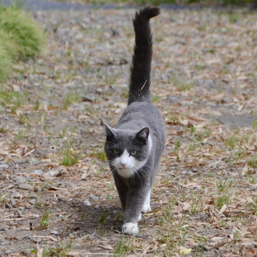 やふさんのインスタグラム写真 - (やふInstagram)「ももちゃんwwシッポスゲェ！2枚目は「もも！」って呼ぶ前。うれしくてシッポピーーーン . #cat #neko #catlovers #catsofinstagram #catstagram #instacat #猫 #ねこ #ネコ #保護猫 #もも」5月22日 11時59分 - kyafy