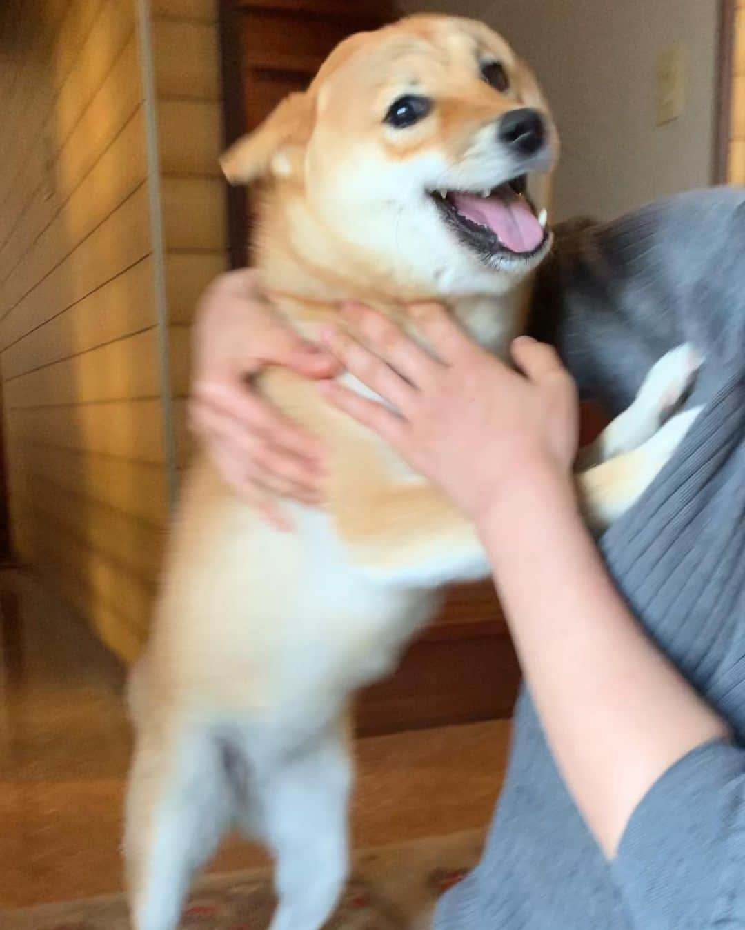 shibainu berryさんのインスタグラム写真 - (shibainu berryInstagram)「🦊"Mom❗️Welcome home❤️" まだむくみん実家に泊まっており今日早朝迎えに行ったよ✨(一昨日は迎えに行ったものの、また実家に泊まることになり😅昨日は会いに行っただけ😅) 今日やっと帰宅😅 今朝迎えに行った時の模様😍飛行機耳で大歓迎🦊✈️💕 ・ 昨日はじじばばのベッドにむくみんが寝てたらしく。じじばば＋むくみで寝るのはよくあることなんやけど、昨日はばあばの寝る場所を陣取られてたらしく仕方なくばあばは床に布団を敷いて寝ることに…そのせいで腰痛に🤣今朝、迎えに行ったら腰痛でワーワー言うてた🤣ばあばベッドむくみに譲ってくれてありがとね〜👵❤️ #❤️迷子犬の掲示板応援団 @maigo_dog  #❤️迷子犬の掲示板四国応援 @maigo_dog_shikoku #めざせ迷子犬ゼロ👌 #柴犬 #べりやん #べりむく #多頭飼い #berry #shiba #shibainu  #shibainumania #shibastagram #instashiba #ぷにっと部 #口角キュキュッと部  #チーム俺様 →部員絶賛募集中 #shiba_snap #proudshibas #west_dog_japan #サンデイ #instagramjapan #ふわもこ部 #pecoいぬ部 #pecotv #buzzfeedanimals #dogsofinstagram #dogsofinstaworld #dogs_of_instagram #9gag」5月22日 12時09分 - shibainu.berry