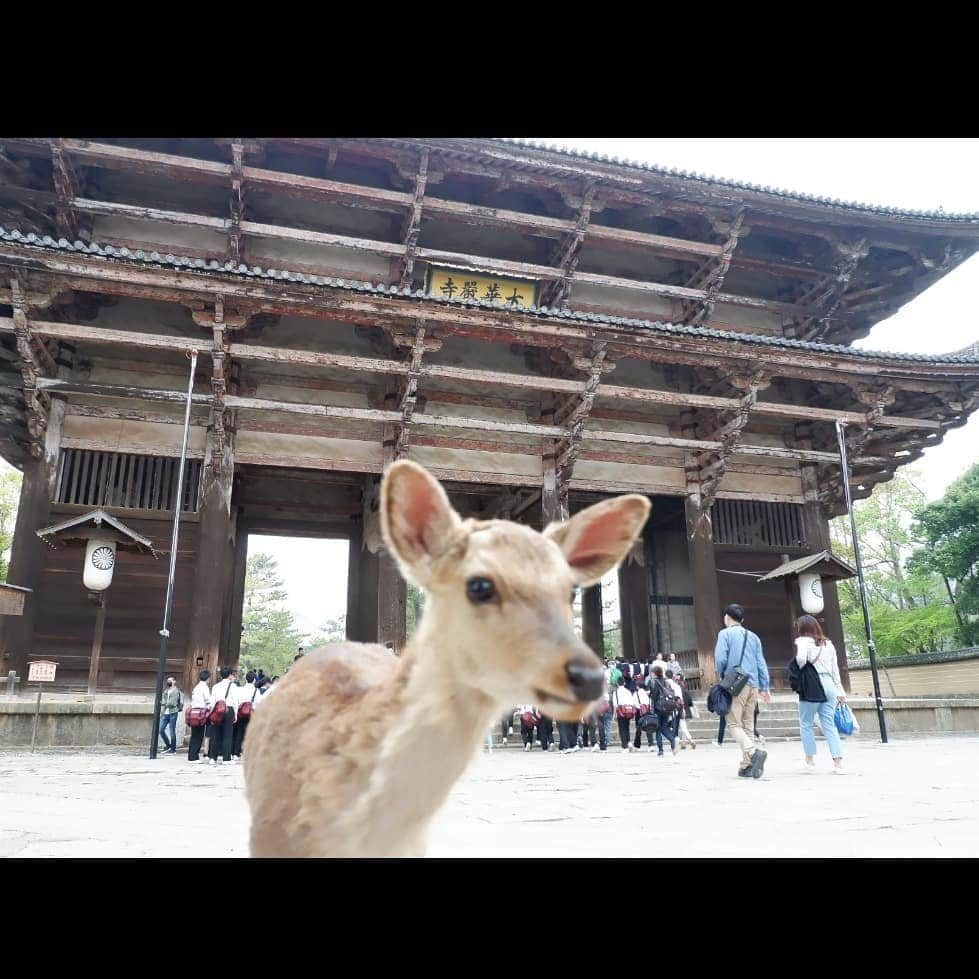 シャルレーヌ・ギニャールさんのインスタグラム写真 - (シャルレーヌ・ギニャールInstagram)「Lovely day in Nara ... 😍 Last photos of our amazing vacation in Japan! We stayed in Japan right after the WTT but I needed time to publish the pictures because we took so many (more than 4000 😅) #lastphotos #vacation #end #love #amazing #incredible #indimenticable #japan #fantastic #montefuji🗻」5月22日 3時37分 - charleneguignard