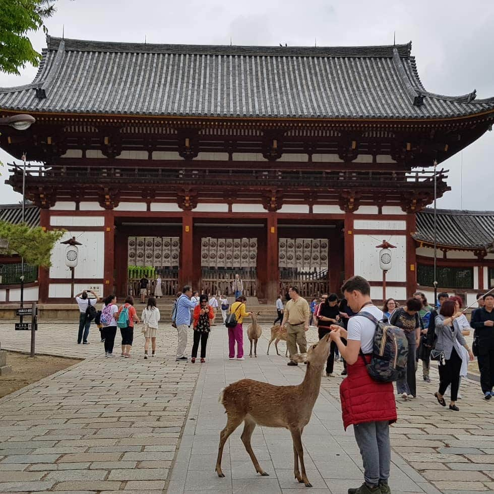 シャルレーヌ・ギニャールさんのインスタグラム写真 - (シャルレーヌ・ギニャールInstagram)「Lovely day in Nara ... 😍 Last photos of our amazing vacation in Japan! We stayed in Japan right after the WTT but I needed time to publish the pictures because we took so many (more than 4000 😅) #lastphotos #vacation #end #love #amazing #incredible #indimenticable #japan #fantastic #montefuji🗻」5月22日 3時37分 - charleneguignard