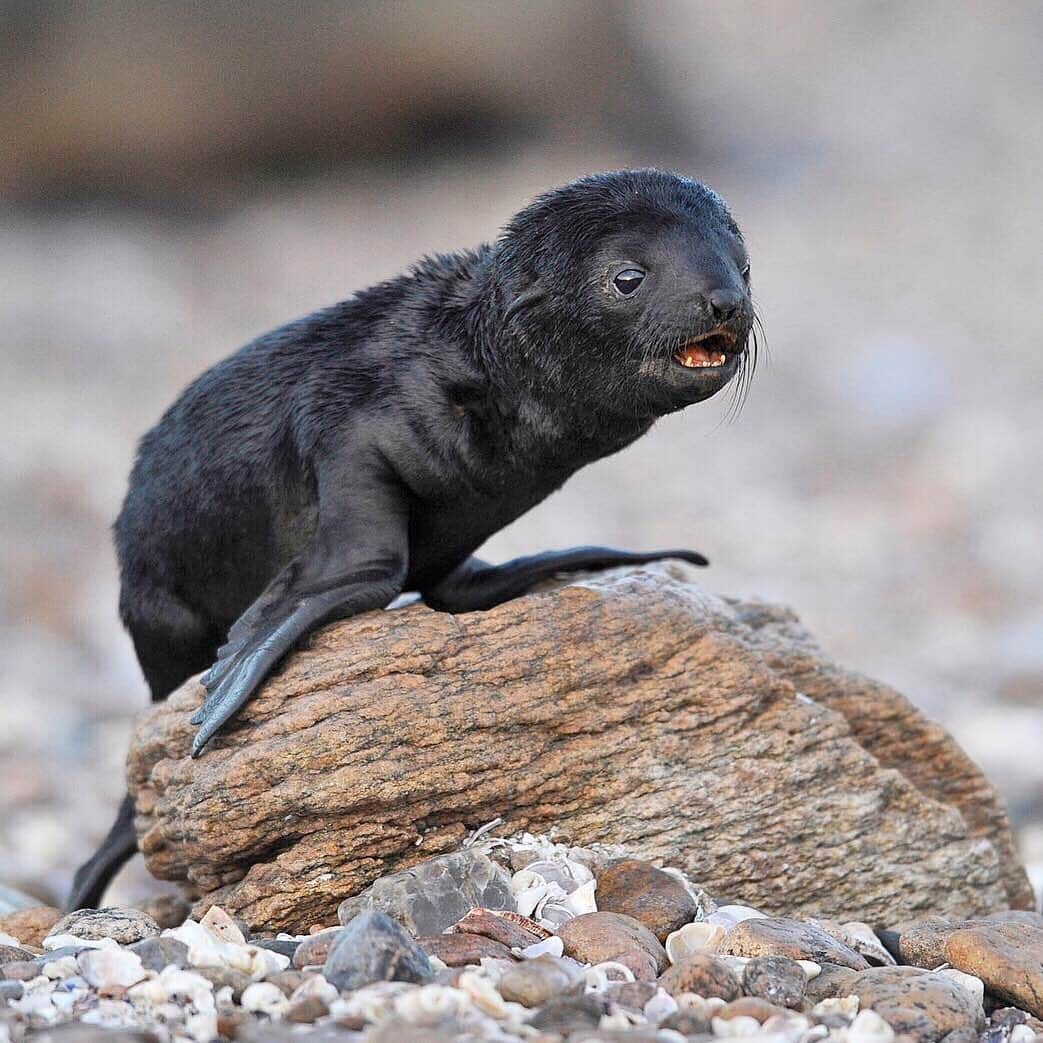 のインスタグラム：「A Cape fur seal pup scales a boulder and vocalizes to its mother at a small colony in South Africa’s Namaqua National Park. Unpublished photograph from my 2015 @NatGeo magazine story ‘Cross Currents’ about marine/coastal protected areas in Southern Africa.」