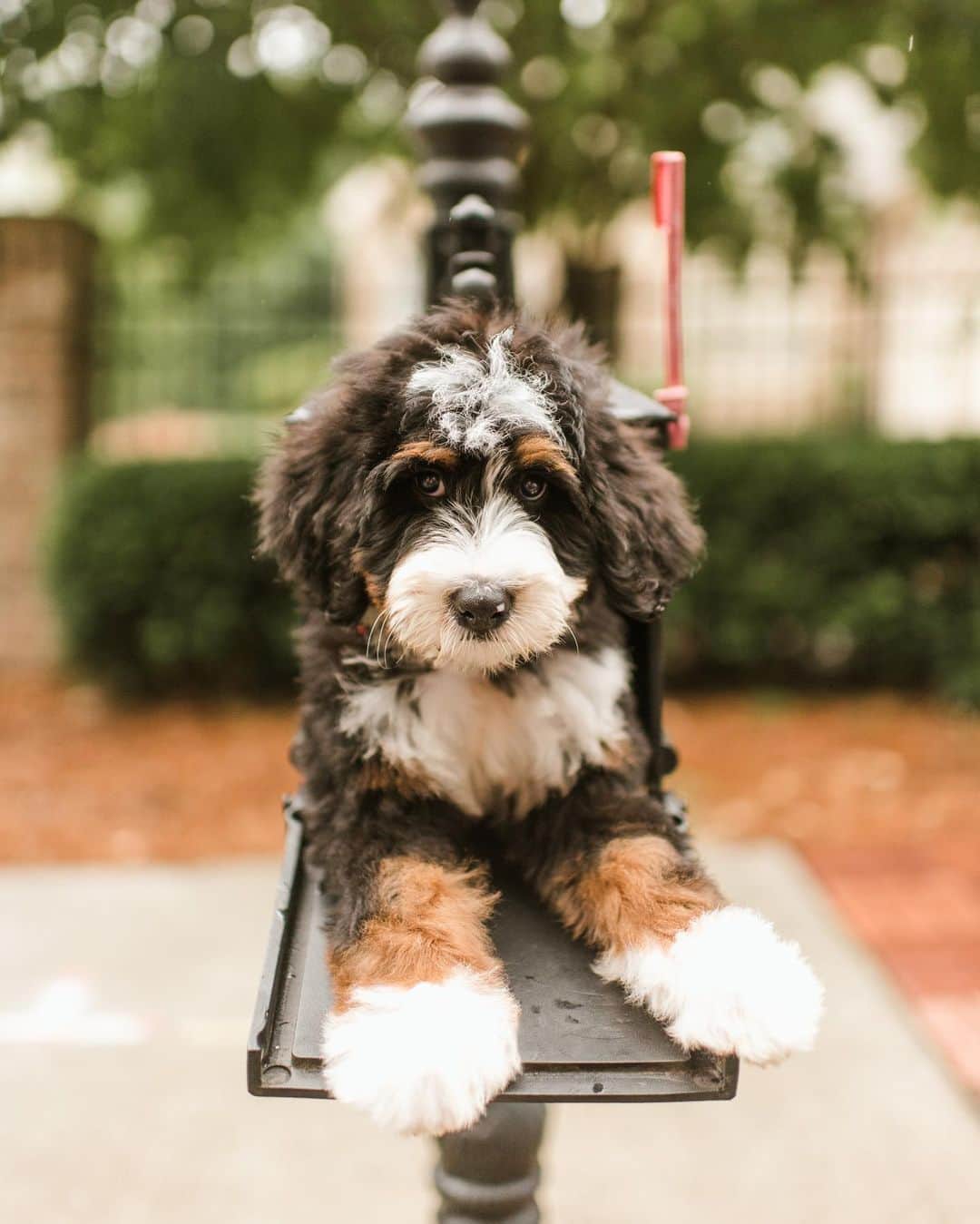 DogsOf Instagramのインスタグラム：「“U.S.P.S. - United States PUPPY Service - delivered Bernie to her new home in Atlanta!” writes @bernadettethedood  #dogsofinstagram」