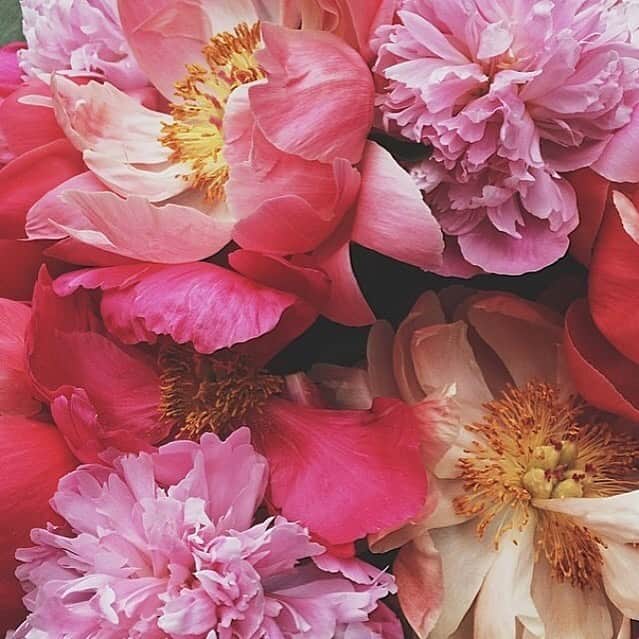 Grace Bonneyのインスタグラム：「Flashing back to one of my favorite photos from @victoryblooms - one of the photos that inspired the #dsfloral hashtag back in the day. I’m staring at this because our peonies feel like they’ve been stuck in the bud phase for way too long (I know, I know, be patient, Grace) and I’m desperate for them to bloom and bring our yard back to life 🌸🌸」