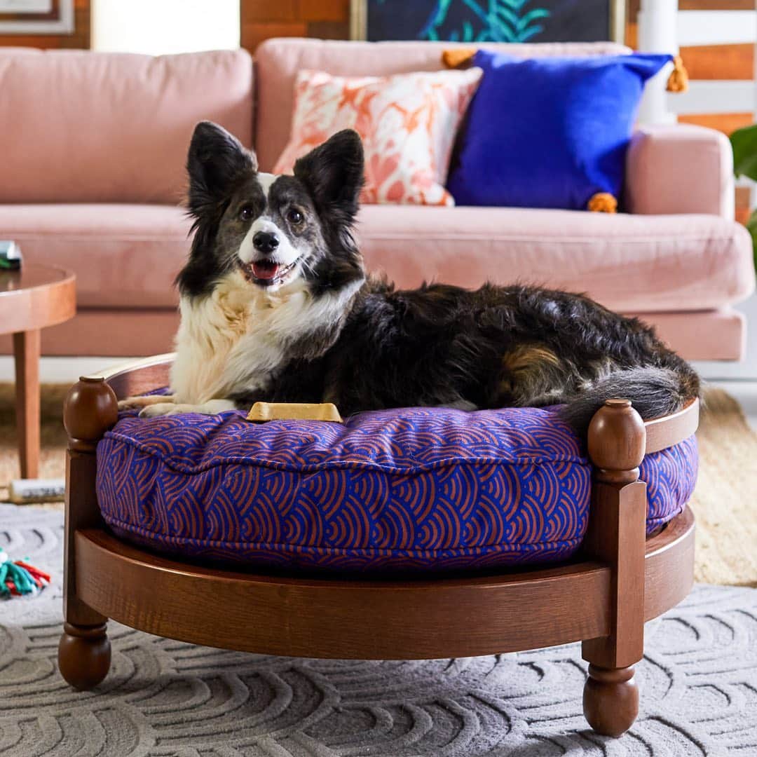 Wal-Mart Stores, Incさんのインスタグラム写真 - (Wal-Mart Stores, IncInstagram)「RE: that pet bed. Obsessed. 😻 The new @FlowerbyDrew collection is both people- AND pet-approved. Only at Walmart. #DrewBarrymoreFlowerHome #walmartpets」5月22日 5時04分 - walmart