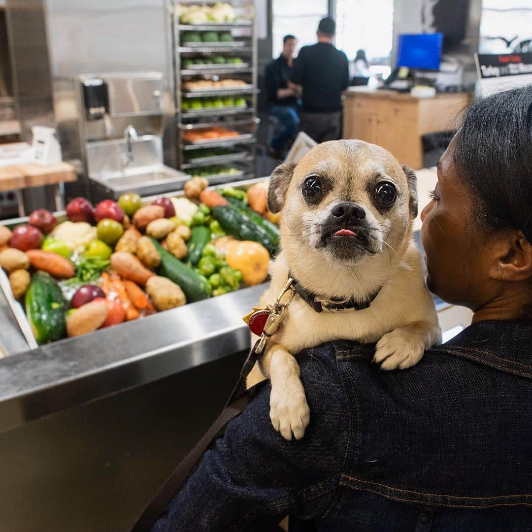 The Dogistさんのインスタグラム写真 - (The DogistInstagram)「Kelsey, Obi-Wan, Chuggy & Bubalah - Dalmatian, Maltese, mix & Maltipoo • @JustFoodForDogs launch event, Union Square, NYC #ad • Thanks to everyone who came out to the event! Here are a few of the pups that stopped by the new Just Food For Dogs kitchen. And don't worry if you didn't make it to the event – Just Food For Dogs is offering 20% off all products for new customers who mention The Dogist at the JFFD Union Square Kitchen in NYC!」5月22日 5時45分 - thedogist