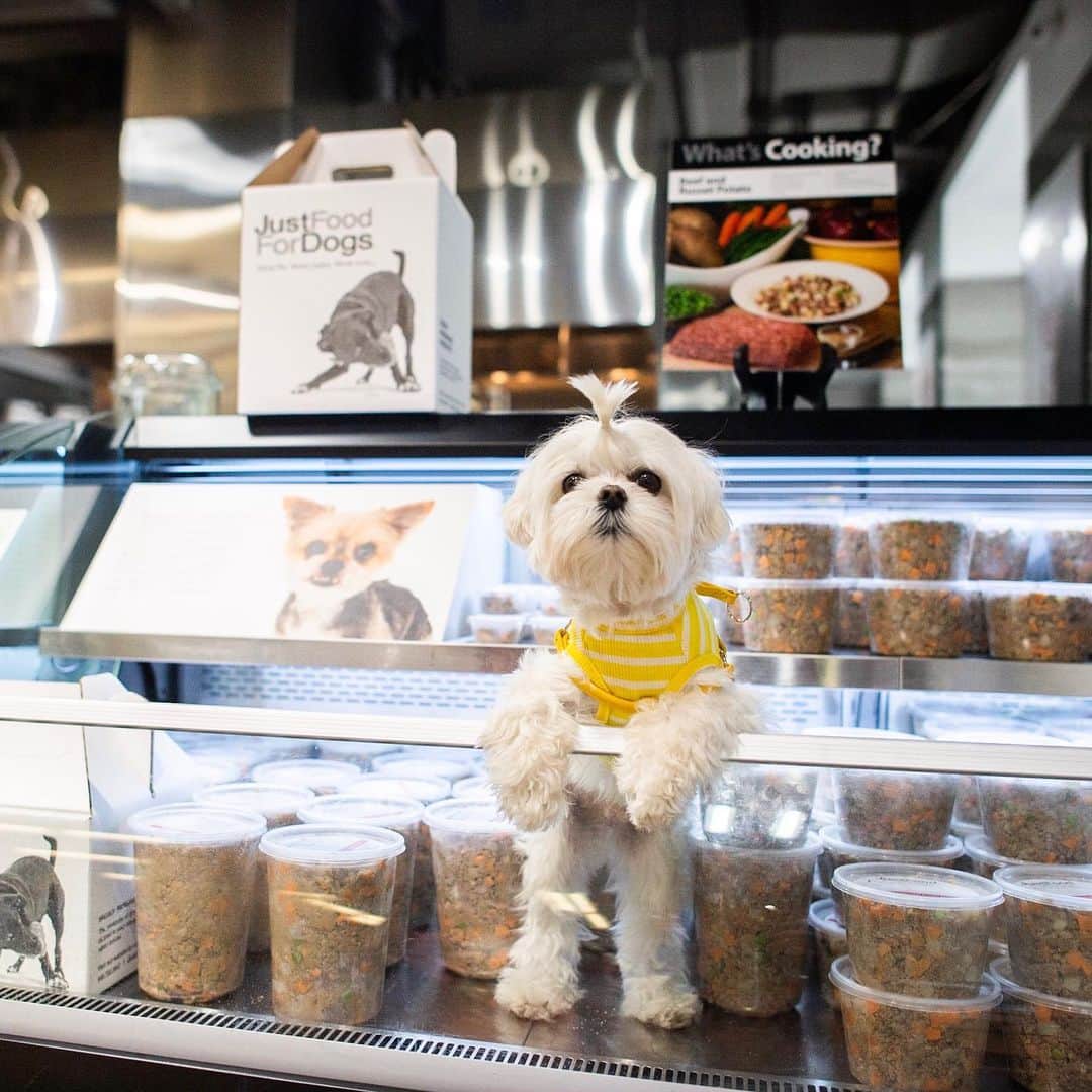 The Dogistさんのインスタグラム写真 - (The DogistInstagram)「Kelsey, Obi-Wan, Chuggy & Bubalah - Dalmatian, Maltese, mix & Maltipoo • @JustFoodForDogs launch event, Union Square, NYC #ad • Thanks to everyone who came out to the event! Here are a few of the pups that stopped by the new Just Food For Dogs kitchen. And don't worry if you didn't make it to the event – Just Food For Dogs is offering 20% off all products for new customers who mention The Dogist at the JFFD Union Square Kitchen in NYC!」5月22日 5時45分 - thedogist