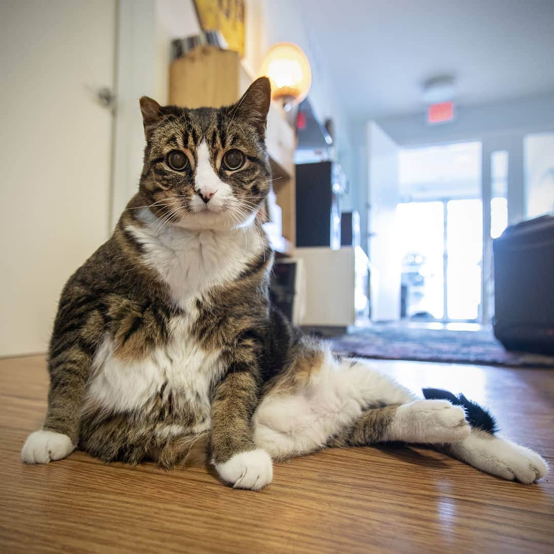 Lil BUBさんのインスタグラム写真 - (Lil BUBInstagram)「Say hello to BUB's very big brother, Special Agent Dale Cooper. He is deluxe. #specialagentdalecooper #deluxe #diane」5月22日 5時52分 - iamlilbub