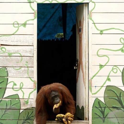 OFI Australiaさんのインスタグラム写真 - (OFI AustraliaInstagram)「Siswi is one of only two orangutans at OFI’s Camp Leakey allowed to enter the storeroom where the fruit for the daily feeding is kept.  This is because Siswi only takes the food she needs and never causes a mess like the other orangutans who raid the storage area.  It’s a good deal: by keeping the place tidy, Siswi gets first pick of the fruit, and always ensures that she picks the ripest ones.  _________________________________ 🐒 OFIA Founder: Kobe Steele 💌 kobe@ofiaustralia.com | OFIA Patron and Ambassador: @drbirute @orangutanfoundationintl |  www.orangutanfoundation.org.au 🐒  #orangutan #orphan #rescue #rehabilitate #release #BornToBeWild #Borneo #Indonesia #CampLeakey #orangutans #savetheorangutans #sayNOtopalmoil #palmoil #deforestation #destruction #rainforest #instagood #photooftheday #environment #nature #instanature #endangeredspecies #criticallyendangered #wildlife #orangutanfoundationintl #ofi #drbirute #ofi_australia #ofia #FosterAnOrangutanToday」5月22日 6時13分 - ofi_australia