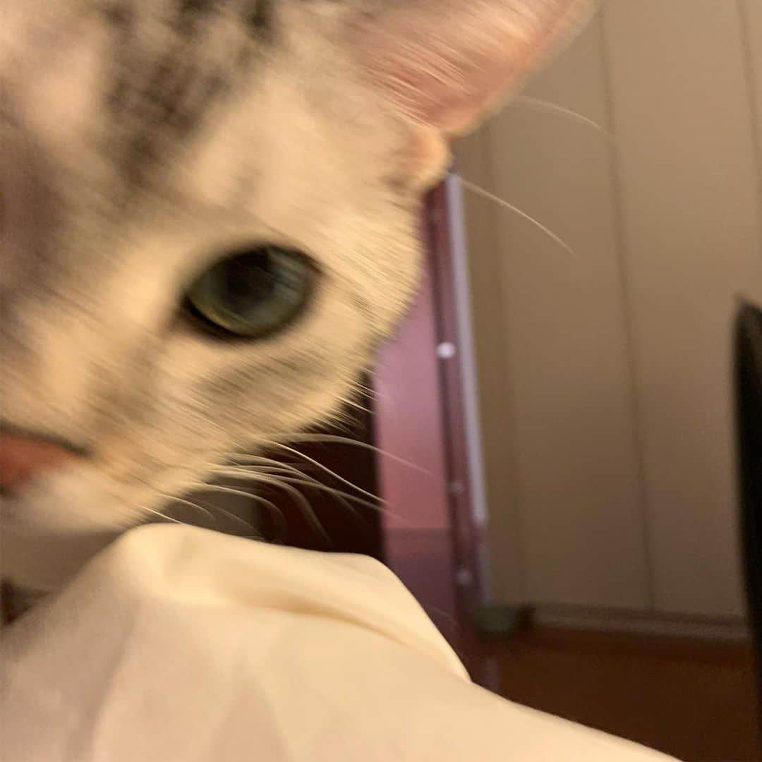 Alain アランさんのインスタグラム写真 - (Alain アランInstagram)「Good morning! Bonjour! Mom,I know you’re awake already. It’s time to get out of bed! 5pictures. The time order is from5 to 1. * おはようございますにゃん！ なんとなく目が覚めたけどまだベッドにいたい。でもアランたんは、見逃しません！ 「ママ、起きてるんでしょ？ わかってるよ。さ、ベッドから出る時間にゃよ！」 そんな朝の5:40でした。 （時系列だと、5枚目から1枚目の順です。） * #catstagram #cat_features  #topcatphoto #cutepetclub #catsofinstagram #ig_catclub #cats_of_world #meowsandwoofs #meowvswoof#nc_cuties #excellent_cats #catstocker  #bestmeow #magnificenteowdels#bestcats_oftheworld#INSTACAT_MEOWS #peco #スタペグラム#ペピ友#animalsco#mofmo#igersjp#みんねこ#ふわもこ部#アメショー#ビューティープロコンテスト @beautypro_contest #lovelycatonline#映画ペット2キャンペーン#映画ペット2」5月22日 6時14分 - alain_cat