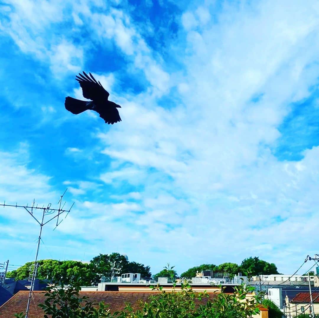 谷川じゅんじさんのインスタグラム写真 - (谷川じゅんじInstagram)「Fly me to the sky. お天気回復 空中散歩。#goodmorningtokyo #shibuyastyle #tokyolife #goodvibesonly #goodneighbors #thisistokyo #thisisjapan」5月22日 6時57分 - junjitanigawa