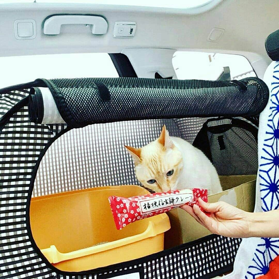 猫壱（ねこいち•ネコイチ）さんのインスタグラム写真 - (猫壱（ねこいち•ネコイチ）Instagram)「【Instagramに投稿して猫壱商品を貰っちゃおう✨】 猫さんも一緒に旅行👍 ▫ ▫ #ポータブルケージで #安心して行けたかな❤ ▫ ▫ :::::::::#猫壱 ::::::: #猫壱キャンペーン 5月は#ポータブルシリーズ と#リュックキャリー が対象です👍 お写真の商品は#ポータブルケージ  でした✨ 対象商品をお持ちの皆様、ポータブルシリーズはお写真の投稿が普段よりもちょっと少な目なので紹介されやすいです❤ ぜひご応募くださいね❤ ▫ ▫ Instagramに登場した商品はプロフィールのリンクよりご覧いただけます🎶 気になる方は @necoichicojp からチェックしてくださいね❤ ▫ ▫ #Repost from @tanta2011 thank-you❤❤」5月22日 12時30分 - necoichicojp