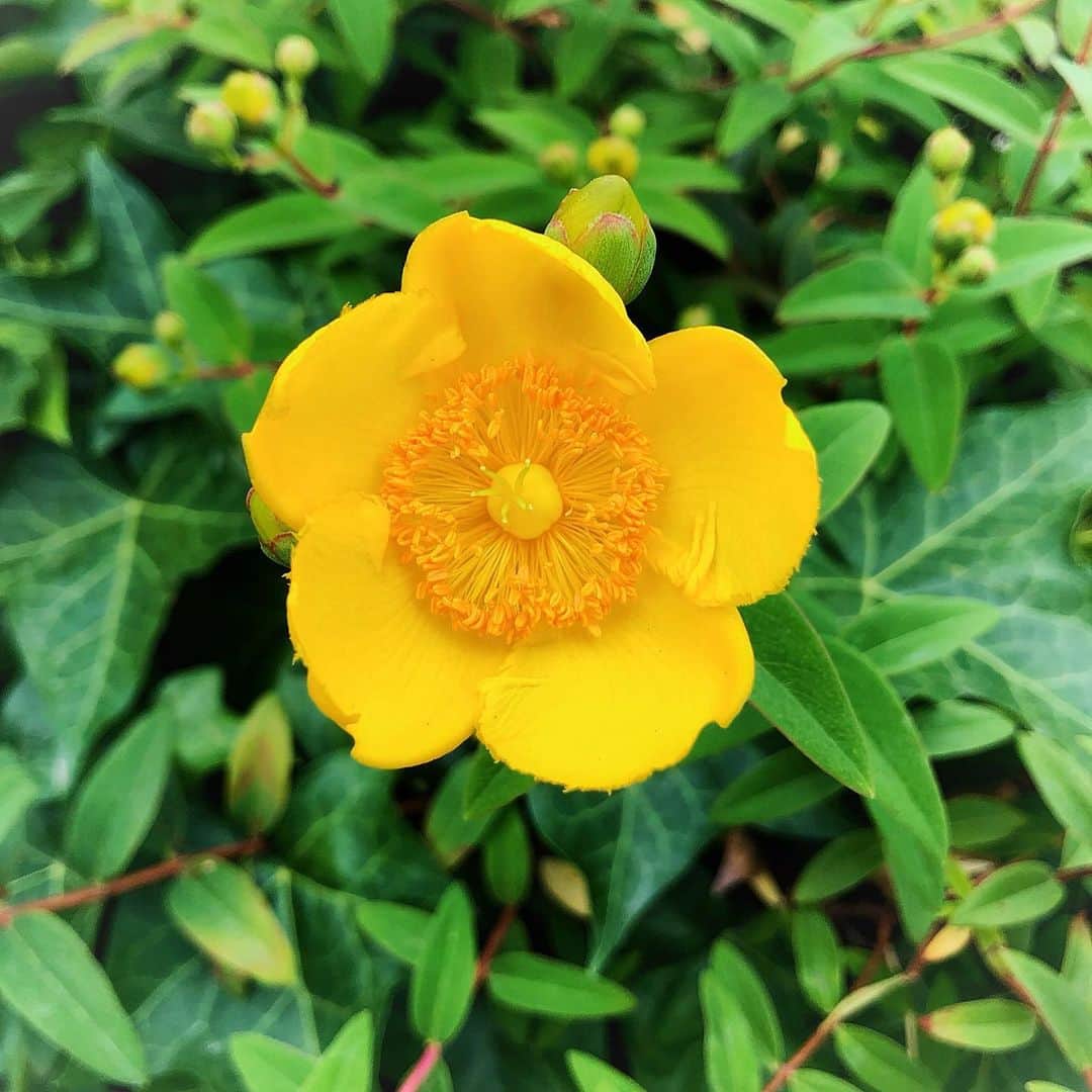 とよた真帆さんのインスタグラム写真 - (とよた真帆Instagram)「朝のお散歩中  可愛いお花🌼  #花 #flower #お散歩 #朝」5月22日 7時24分 - maho_toyota