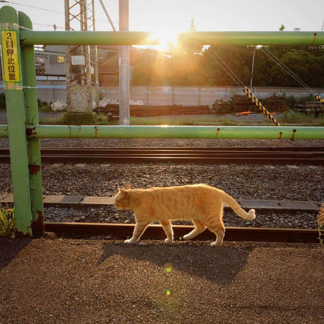 ををつかさんのインスタグラム写真 - (ををつかInstagram)5月22日 7時55分 - neco_ideas