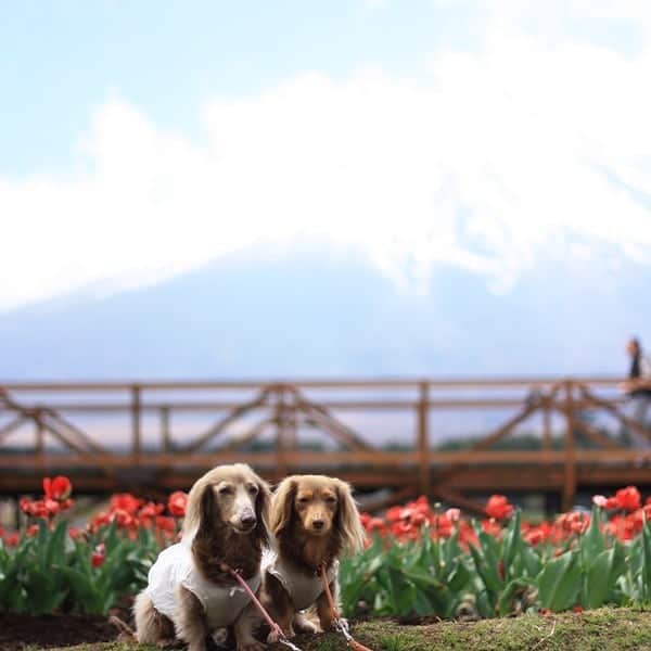 くるみんのインスタグラム：「* 花の都公園 富士山隠れちゃった～  #ミニチュアダックスフンド #ミニチュアダックスフント #ミニチュアダックス #イザベラタン #イザベラ #カニンヘンダックスフント #カニンヘンダックス #カニンヘン #カニンヘンダックスフンド #カニンヘン #カニンヘンダックスフンド #チョコタンダックス #チョコタン #ダックス多頭飼い #ダックスフント #ダックス #ダックスフンド #花の都公園 #富士山 #チューリップ #わんこなしでは生きていけません会 #ワンコなしでは生きて行けません会 #いぬばか部 #いぬすたぐらむ #短足部 #east_dog_japan #dachshundgram #dogstagram #instadachs #todayswanko」