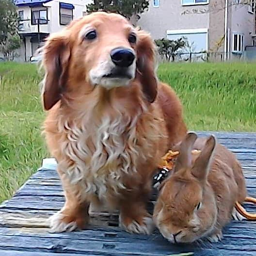 Chieko Shibutaさんのインスタグラム写真 - (Chieko ShibutaInstagram)「たろー🐶&うじゃこ🐰地方☀ おはよう　ございます😊 ｉＰｈｏｎｅ不都合　テスト中💦 復活まで　お待ち下さい🙇 💕✨🐶🍀🐰✨💕 #dachshund #dachshunds #dachshundlove #dog #dogs #doglove #instadog #instagram #instagood #pet #pets #petsagram #cute #cutepe #cutepet #cutedog #cuteanimals #likes #09076999576 happy #smile #rabbit #ラビット #ミニュチュア #ミニュチュアダックス  #ミニュチュアダックスフント #うさぎ部 #うさぎ #ダックス #ダックスフンドロングヘアー#ねざーらんどわーふ」5月22日 8時08分 - chieko.81