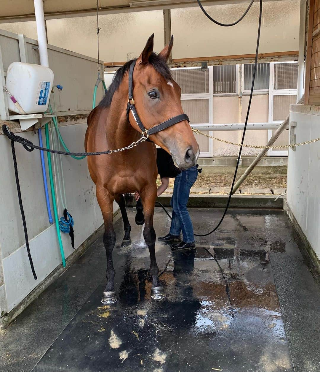 クリストフ・ルメールさんのインスタグラム写真 - (クリストフ・ルメールInstagram)「After work , few kisses and good shower 🧼 #champlife #almondeye#championhorse」5月22日 8時19分 - christophelemaire_officiel