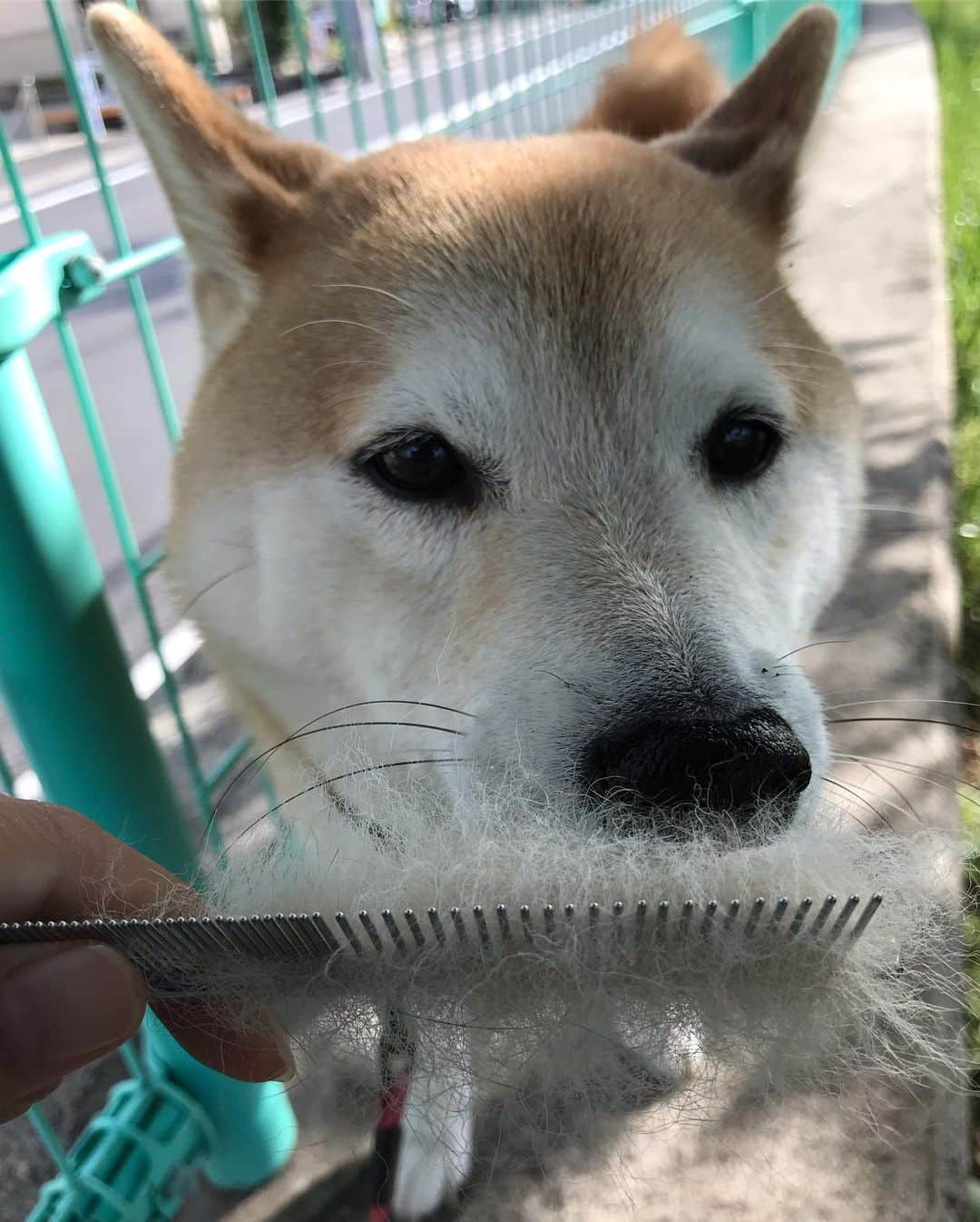 柴犬のモモさんのインスタグラム写真 - (柴犬のモモInstagram)「おはようございます。抜け毛から目を背ける #いぬ #イヌ #犬 #柴犬 #赤柴 #日本犬 #犬バカ部 #ふわもこ部 #いぬら部 #癒しわんこ #柴犬マニア #犬のいる暮らし #口角キュキュッと部 #shiba #shibainu #shibadog #dogstagram #dogsofinstagram #shibastagram #shibasofinstagram #shibamania #inu #instadog #toyota_dog」5月22日 8時35分 - shi_ba_i_nu_momo