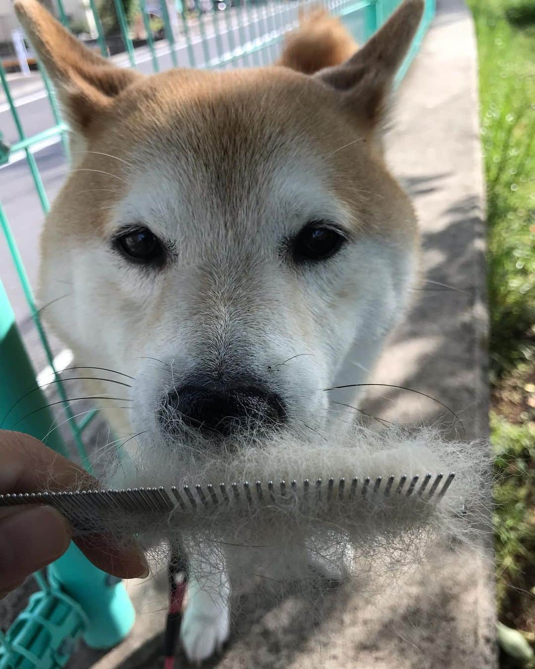 柴犬のモモさんのインスタグラム写真 - (柴犬のモモInstagram)「おはようございます。抜け毛から目を背ける #いぬ #イヌ #犬 #柴犬 #赤柴 #日本犬 #犬バカ部 #ふわもこ部 #いぬら部 #癒しわんこ #柴犬マニア #犬のいる暮らし #口角キュキュッと部 #shiba #shibainu #shibadog #dogstagram #dogsofinstagram #shibastagram #shibasofinstagram #shibamania #inu #instadog #toyota_dog」5月22日 8時35分 - shi_ba_i_nu_momo