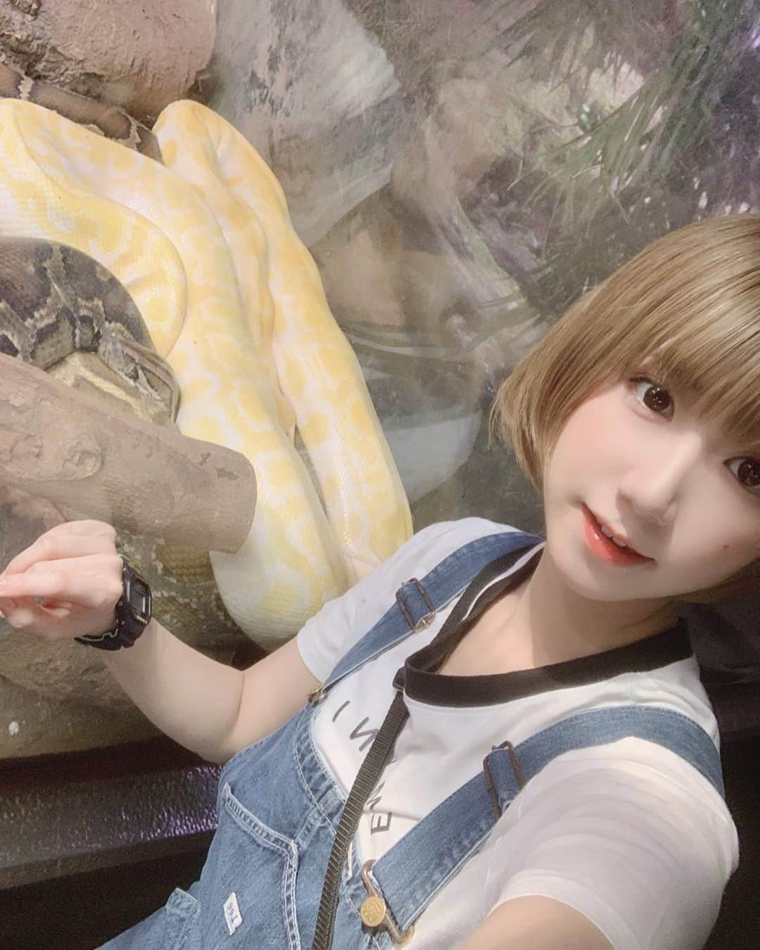 高松雪乃さんのインスタグラム写真 - (高松雪乃Instagram)「美しい🐍羨ましい。  おはのんございます😊  #ビルマニシキヘビ #ニシキヘビ #爬虫類 #蛇 #はちゅドル #Python #Burmesepython #iZoo」5月22日 8時57分 - yukinotakamatsu