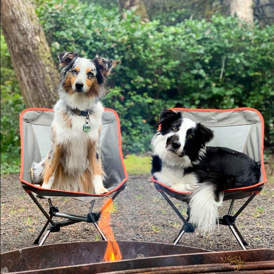 L.L.Beanさんのインスタグラム写真 - (L.L.BeanInstagram)「You said "sit," didn't you? #BeanOutsider (📷: @laducb) . . . . #dogsofinstagram」5月22日 9時08分 - llbean