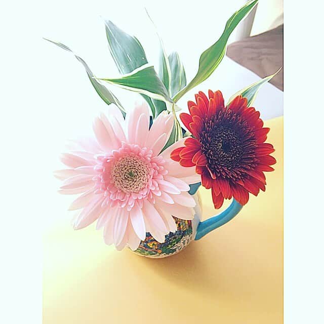 七瀬遥さんのインスタグラム写真 - (七瀬遥Instagram)「おはようございます😊今日はいいお天気☀️☀️☀️Happyな一日となりますように✨💕🌼🍀💕✨ #ガーベラ#おはよう#flower#beautiful#smile#love#friend#good#happy#smile#tokyo#japan」5月22日 9時00分 - haruka_mh