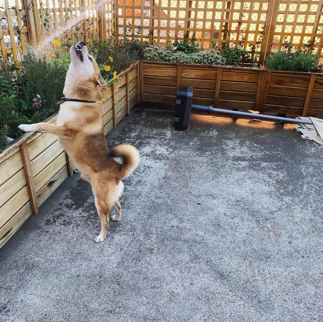 Shibainu Pontaさんのインスタグラム写真 - (Shibainu PontaInstagram)「Ponta loves playing with water 😂  水遊びが大好きなぽんしゃんシリーズ . #柴犬#ぽん太#メルボルン#オーストラリア#ふわもこ部#Melbourne#Australia#shiba#shibainu#ponta#kawaii#inu#Japanesedog#海外生活#doggy#日本#墨爾本#shiba_snap」5月22日 9時10分 - pontasyk