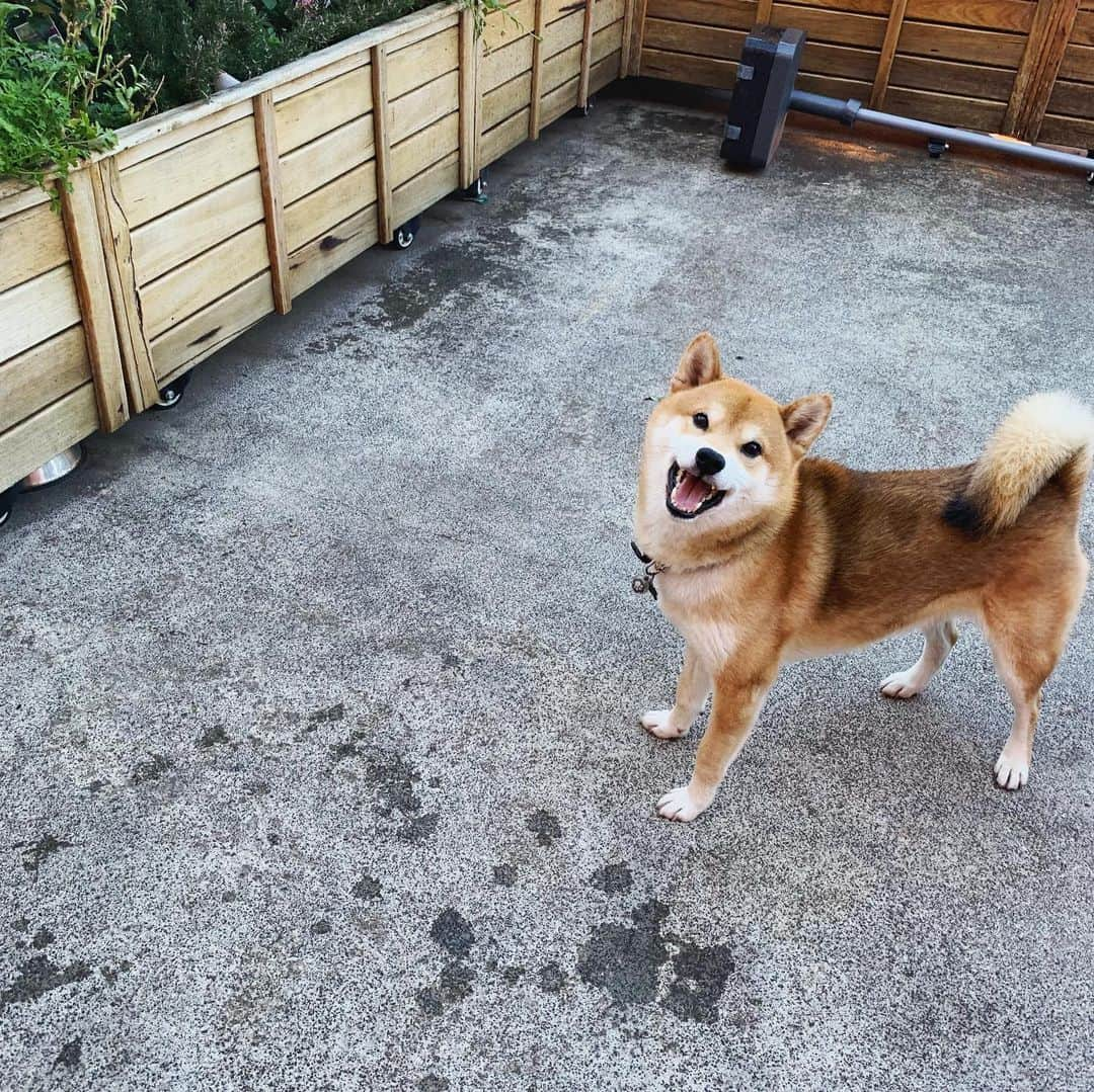 Shibainu Pontaさんのインスタグラム写真 - (Shibainu PontaInstagram)「Ponta loves playing with water 😂  水遊びが大好きなぽんしゃんシリーズ . #柴犬#ぽん太#メルボルン#オーストラリア#ふわもこ部#Melbourne#Australia#shiba#shibainu#ponta#kawaii#inu#Japanesedog#海外生活#doggy#日本#墨爾本#shiba_snap」5月22日 9時10分 - pontasyk