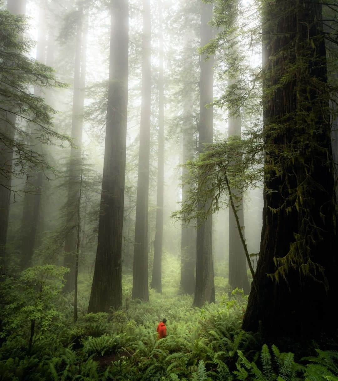 アメリカ内務省さんのインスタグラム写真 - (アメリカ内務省Instagram)「Walk among the tallest trees on Earth at #Redwood National and State Parks in #California. Photographer Morgan Love shares why she keeps coming back to this amazing place. “One of the things I love most about the park is that it's so easy to feel totally immersed and humbled by these giants. There are so many trails inconspicuously scattered throughout the park, you can walk for what feels like miles and miles beneath the canopy. It's magical.” Photo @RedwoodNPS courtesy of Morgan Love (@morgylove). #travel #nationalpark #FindYourPark #usinterior」5月22日 9時15分 - usinterior