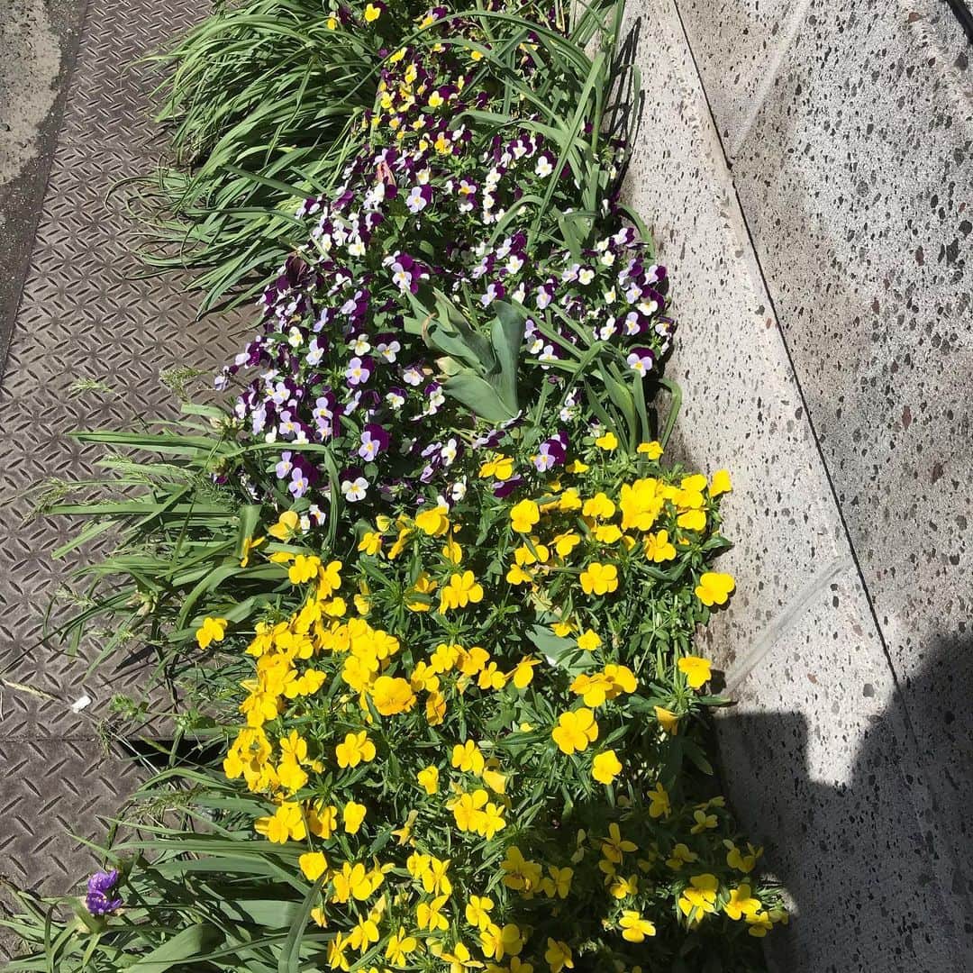 魔女菅原さんのインスタグラム写真 - (魔女菅原Instagram)「おはようございます😃。 きょうはいいお天気ですねー。花も木も生き生きしています。 きょうのメニューです。 よろしくお願いいたします☺️ #魔女菅原  #自家製天然酵母のパン屋さんカンパーニュ」5月22日 9時15分 - hatsuyosugawara