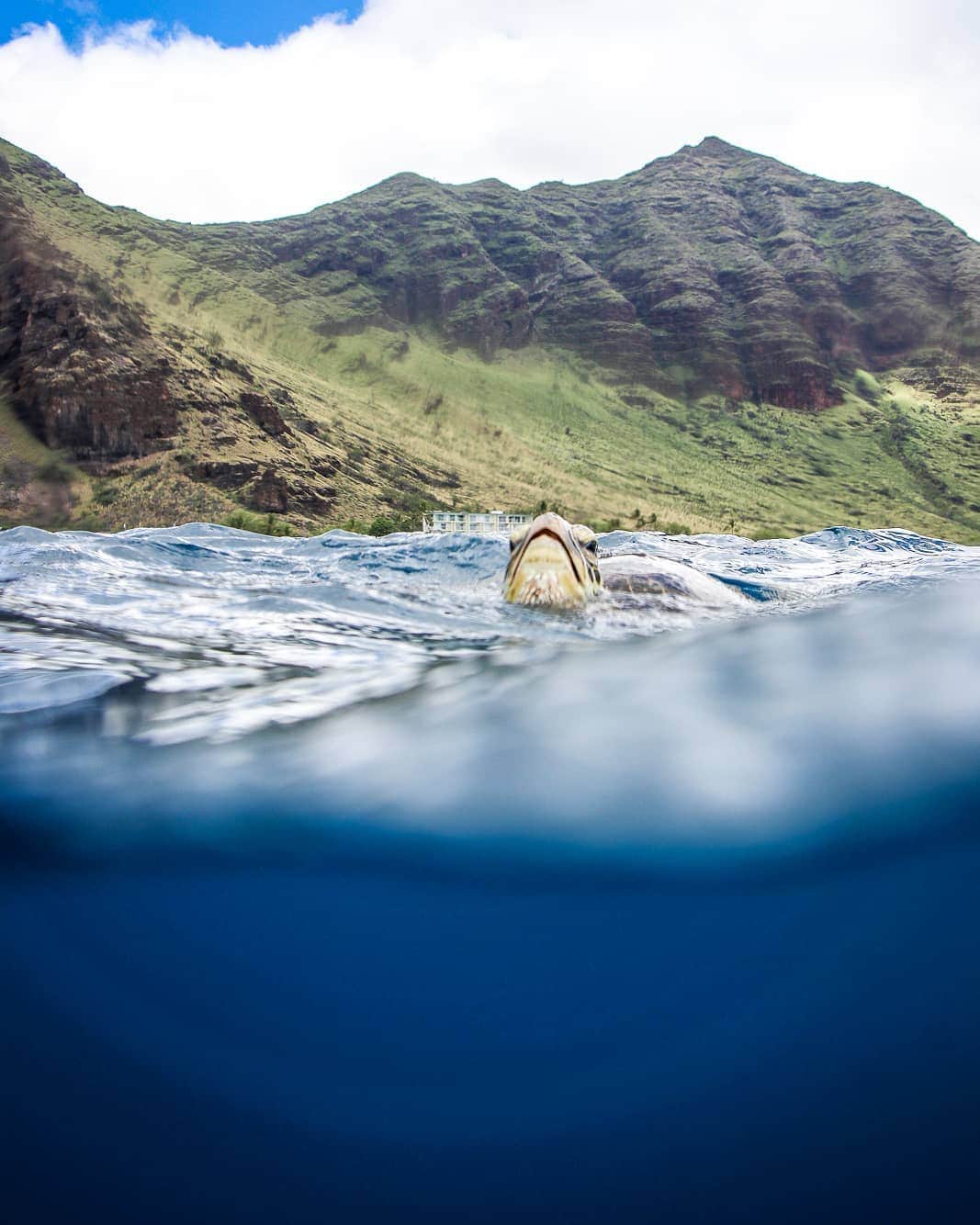 And Youさんのインスタグラム写真 - (And YouInstagram)「Just popping up to see how your week is going. . . . . . . #hawaiivacation #seaturtle #turtleturtle #oahuvacation #lovehawaii #oceanlife #sealife #swimwithturtles #gohawaii」5月22日 9時36分 - dolphinsandyou