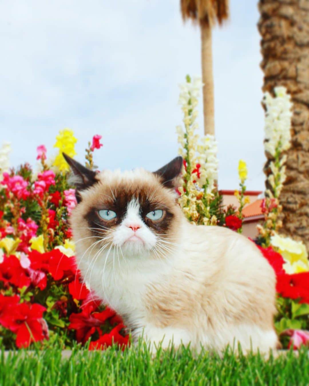 Grumpy Catさんのインスタグラム写真 - (Grumpy CatInstagram)「#GrumpyForever」5月22日 10時00分 - realgrumpycat