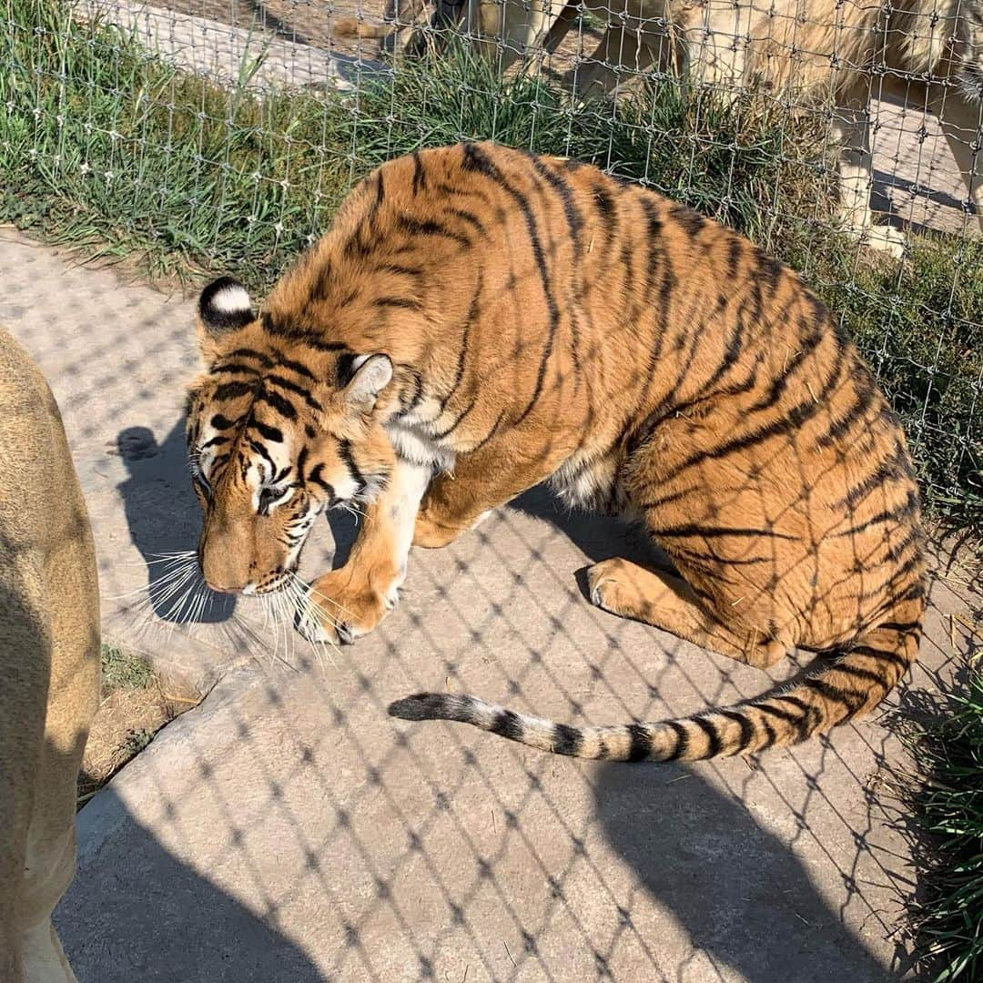 Black Jaguar-White Tiger さんのインスタグラム写真 - (Black Jaguar-White Tiger Instagram)「I tried to get a good pic of Arizona for you but she moved a lot... #BabyArizonaBJWT」5月22日 9時54分 - blackjaguarwhitetiger