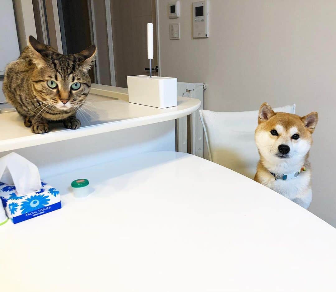 のインスタグラム：「. #goodmorning（JPN 10:00） Yu🐶Toro🐱 . #おはようございます #テーブルでスタンバるゆうとろ #なんかくだしゃい #ご飯終わってますよね？ #インスタ映えなんて忘れた #生活感隠しきれない #最近コロコロ必須 #ゆうとろの換毛期すごいよー」