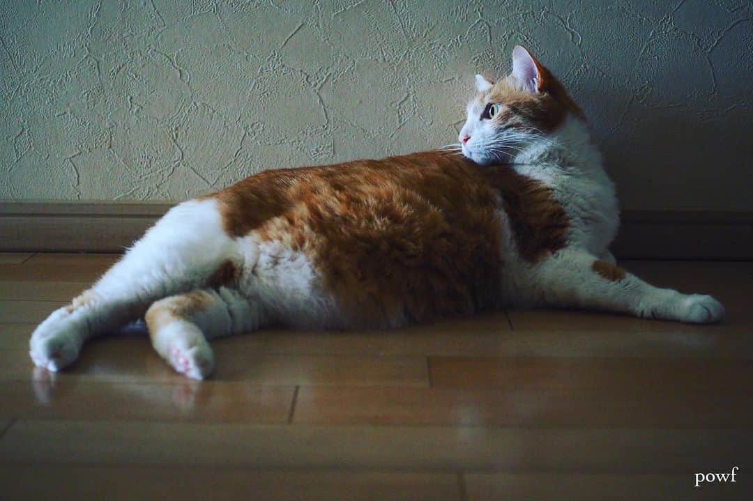anemone_69のインスタグラム：「. #ハカセとキョウジュ #茶トラ白 #茶白 #cat #猫 #保護猫 . .」
