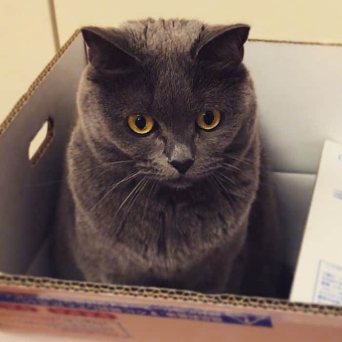 チキン南蛮カレーのルウ王子のグルメインスタ