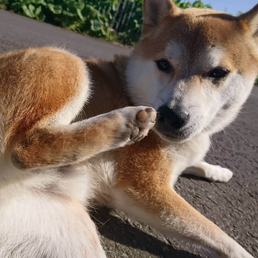 柴犬⭐️サスケさんのインスタグラム写真 - (柴犬⭐️サスケInstagram)「おはわん #朝ん歩#ふわもこ部 #犬ら部 #柴犬#赤柴#柴北会 #北海道#🐶📷 #🐶#茶助#わんだフォ #pecobox #pecoいぬ部 #shibagram #shibainu#💩」5月22日 10時19分 - shiba20150405