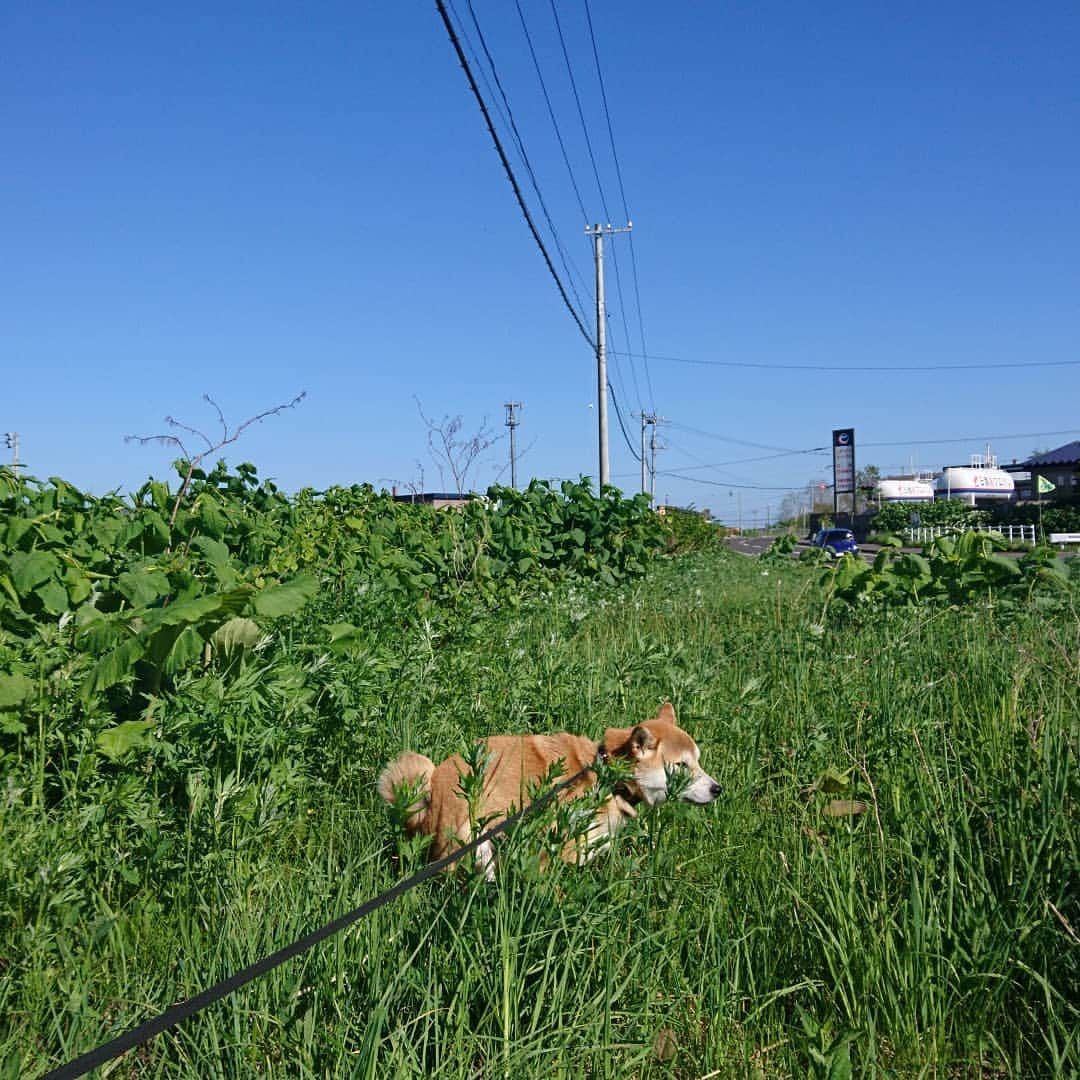 柴犬⭐️サスケさんのインスタグラム写真 - (柴犬⭐️サスケInstagram)「おはわん #朝ん歩#ふわもこ部 #犬ら部 #柴犬#赤柴#柴北会 #北海道#🐶📷 #🐶#茶助#わんだフォ #pecobox #pecoいぬ部 #shibagram #shibainu#💩」5月22日 10時19分 - shiba20150405