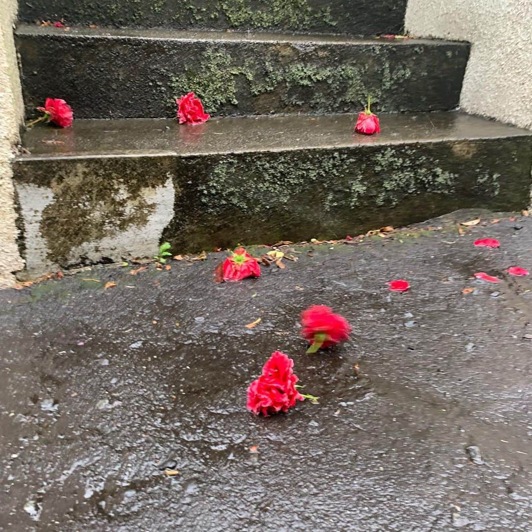 クリス智子さんのインスタグラム写真 - (クリス智子Instagram)「昨日の雨の中、落ちていた花、今朝は、大きめの枝やら葉っぱやら〜 ひえ〜  緑、眩しい！  #aftertherain #richgreen」5月22日 10時26分 - chris_tomoko
