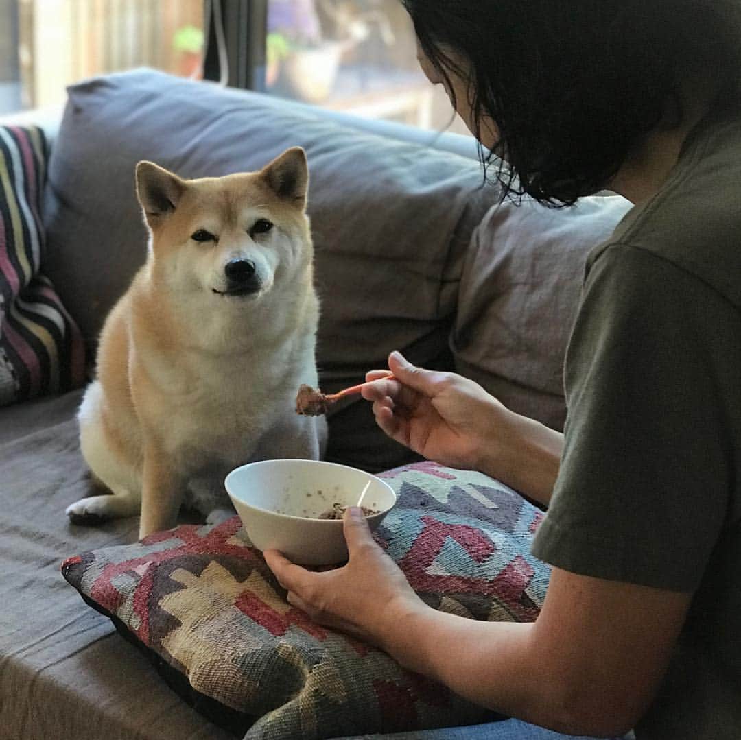 マル子さんのインスタグラム写真 - (マル子Instagram)「マル子王の食事風景🍽 #マル子  #柴犬  #shiba  #マル子王  #甘やかしてすみません  #よそ見したり  #カメラ意識したり  #しながらゆっくり食べます  #そして少しだけ残します #侍従長のお仕事」5月22日 10時26分 - tomikago