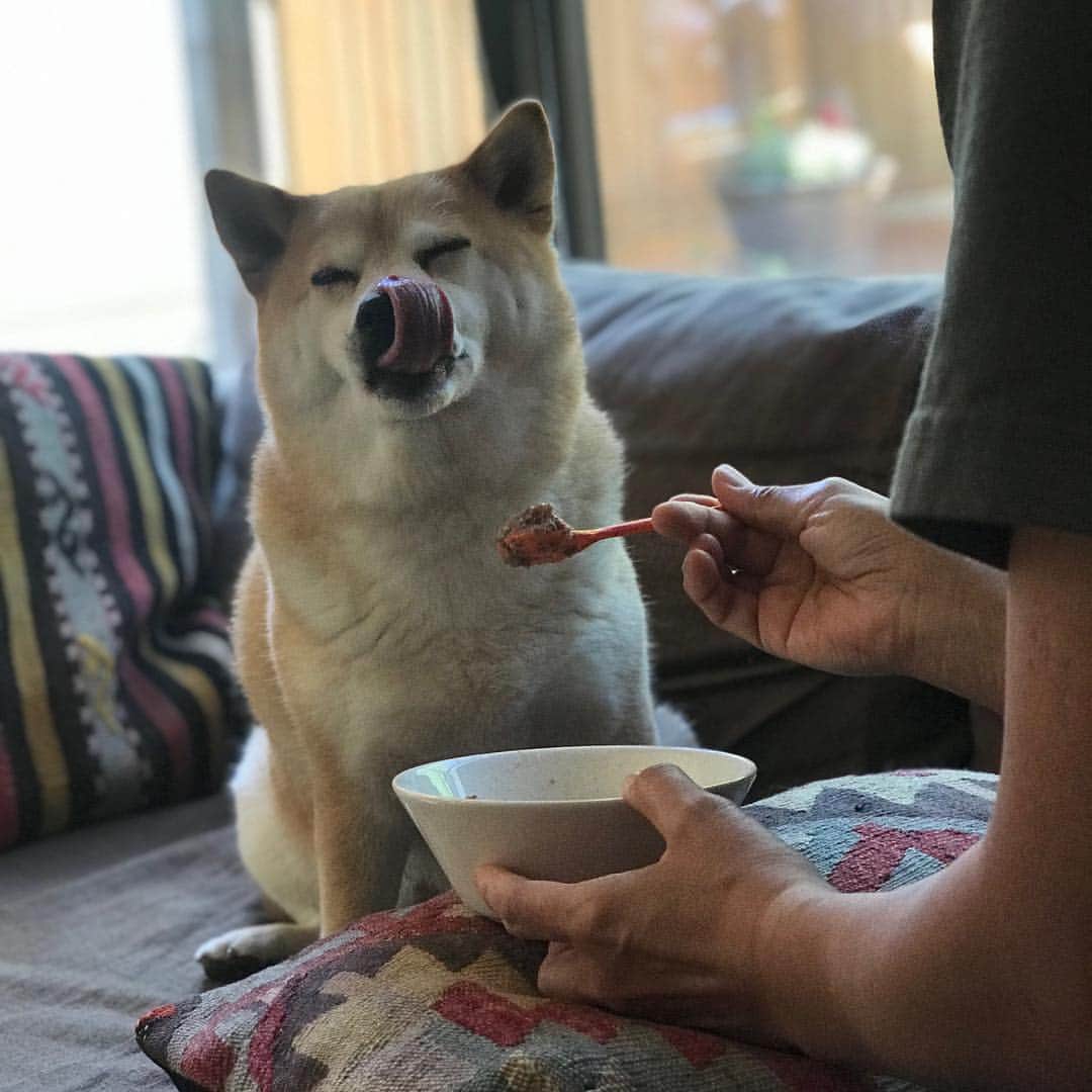 マル子さんのインスタグラム写真 - (マル子Instagram)「マル子王の食事風景🍽 #マル子  #柴犬  #shiba  #マル子王  #甘やかしてすみません  #よそ見したり  #カメラ意識したり  #しながらゆっくり食べます  #そして少しだけ残します #侍従長のお仕事」5月22日 10時26分 - tomikago
