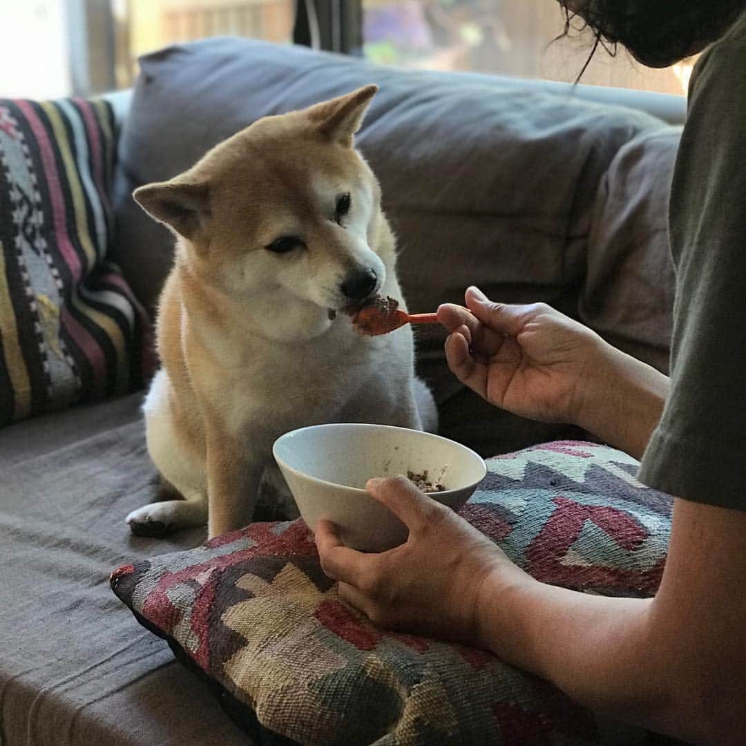 マル子さんのインスタグラム写真 - (マル子Instagram)「マル子王の食事風景🍽 #マル子  #柴犬  #shiba  #マル子王  #甘やかしてすみません  #よそ見したり  #カメラ意識したり  #しながらゆっくり食べます  #そして少しだけ残します #侍従長のお仕事」5月22日 10時26分 - tomikago