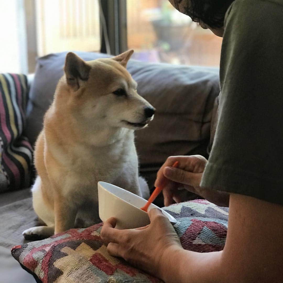 マル子さんのインスタグラム写真 - (マル子Instagram)「マル子王の食事風景🍽 #マル子  #柴犬  #shiba  #マル子王  #甘やかしてすみません  #よそ見したり  #カメラ意識したり  #しながらゆっくり食べます  #そして少しだけ残します #侍従長のお仕事」5月22日 10時26分 - tomikago