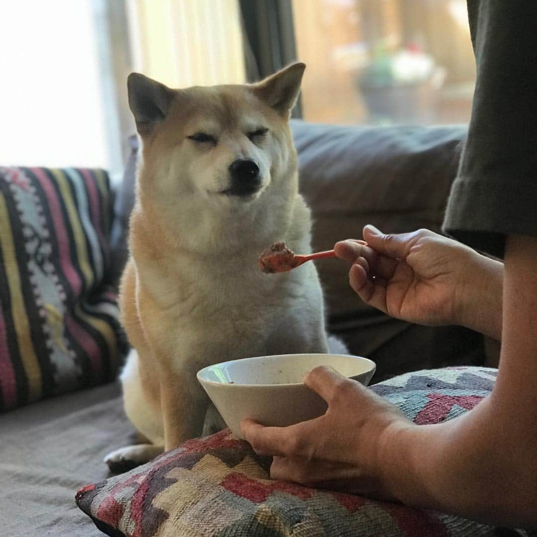 マル子さんのインスタグラム写真 - (マル子Instagram)「マル子王の食事風景🍽 #マル子  #柴犬  #shiba  #マル子王  #甘やかしてすみません  #よそ見したり  #カメラ意識したり  #しながらゆっくり食べます  #そして少しだけ残します #侍従長のお仕事」5月22日 10時26分 - tomikago