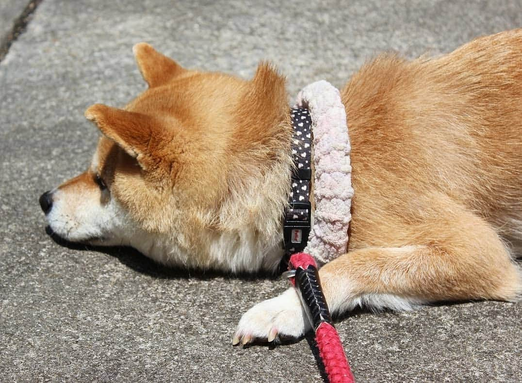 柴犬たま Shibainu Tamaさんのインスタグラム写真 - (柴犬たま Shibainu TamaInstagram)「* ミケしゃんの日向ぼっこスタイル💡よく焼けそう(笑) * Caption trans🇬🇧 Meekeh's sunbathing style💡  She seems to bake well(lol) * #たま家族 #柴犬ミケ #一眼レフ #一眼レフカメラ #日向ぼっこ #日光浴 #個性的 #変な格好 #こんがり焼けました #よく焼き #ウェルダン #柴犬 #shiba #shibainu #shibastagram #犬 #dog」5月22日 10時41分 - tama7653