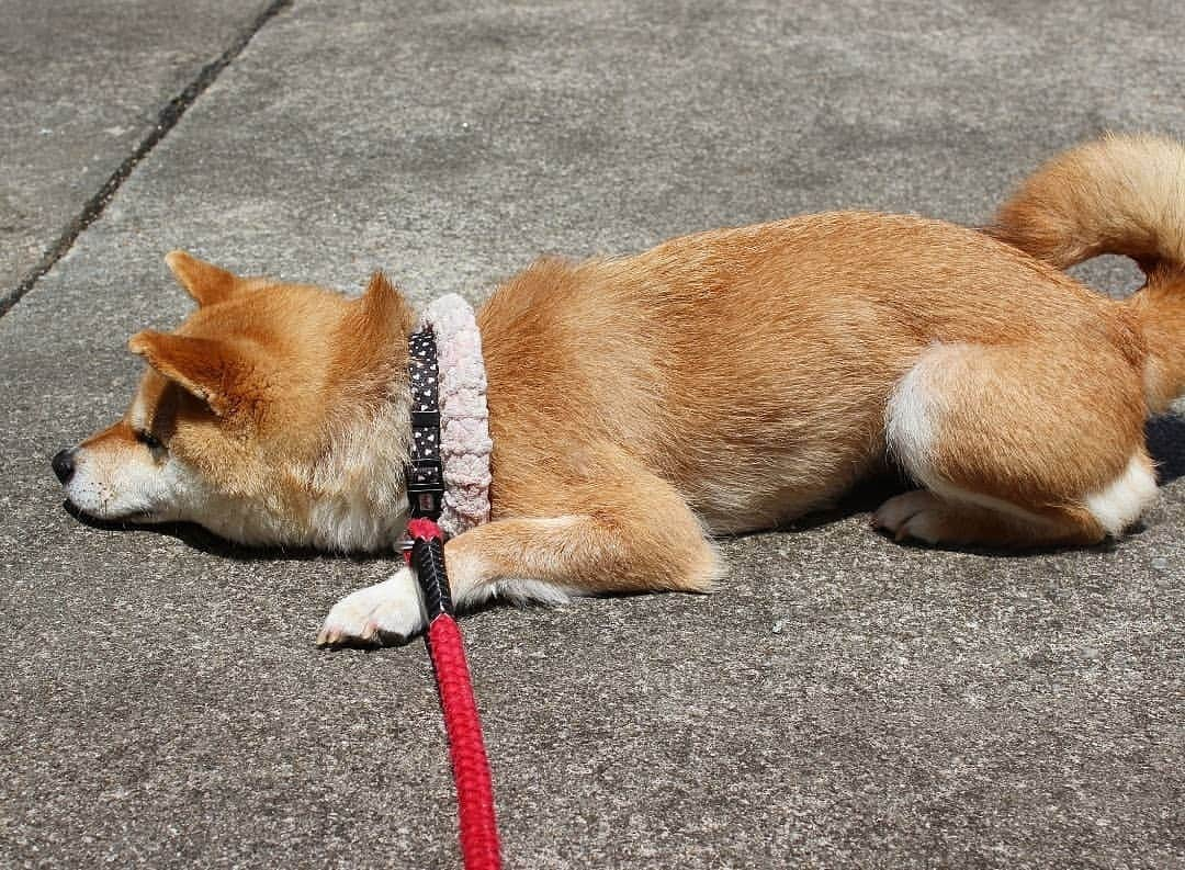 柴犬たま Shibainu Tamaのインスタグラム